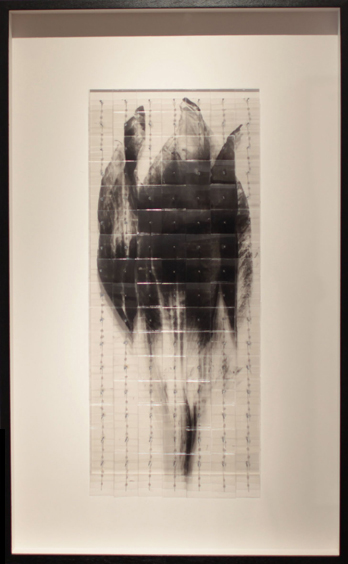 Nature morte (fleur acidanthera) III